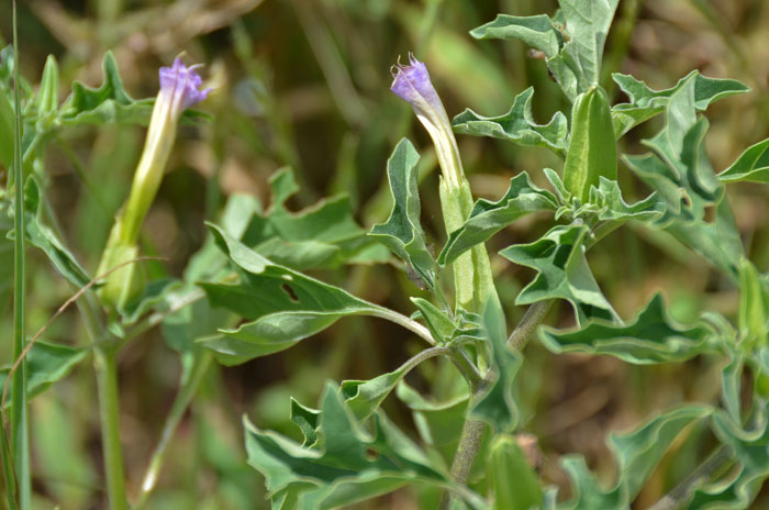 Chinese Thorn-apple is a native Thorn-apply that can grow up to 3 feet tall or so. It is often found in disturbed areas and dry hillsides. Datura quercifolia